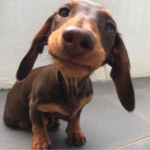 Meet your Posher, Josue